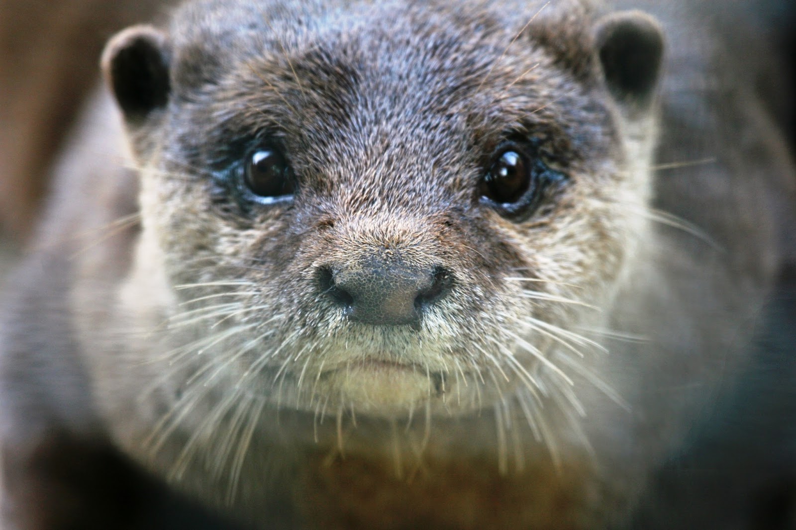Otter face